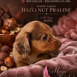 Hazel - Sable female Dachshund puppy in Shawnee, Oklahoma from Magic Eagle Miniature Dachshunds