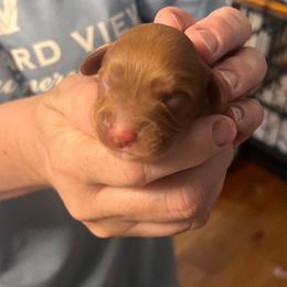 Boy 1 - Red male Cavapoo puppy in Fairmont, West Virginia from Robin Nelson