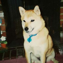 Yoshi - Shiba Inu