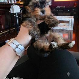Tilly - Black and gold female Yorkshire Terrier puppy in Mobile, Alabama from Southern Elite Yorkies