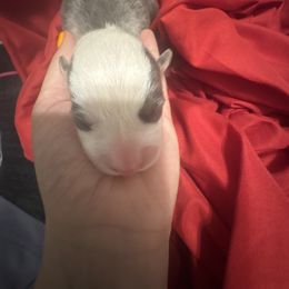 Boy 1 - Blue male Pembroke Welsh Corgi puppy in Dobson, North Carolina from Clover S Farm