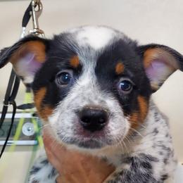 Blue mottled  with base of tail spot - Blue mottled male Australian Cattle Dog puppy in Lenoir, North Carolina from Blue Coyote Ranch