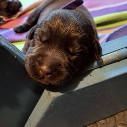 Girl 2 - Labrador Retriever puppy from Brownstone Labradors