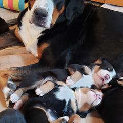Greater Swiss Mountain Dog Puppies from Prairie Winds Greater Swiss Mountain Dogs