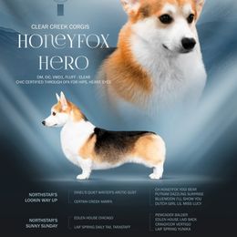 Batman - Pembroke Welsh Corgi