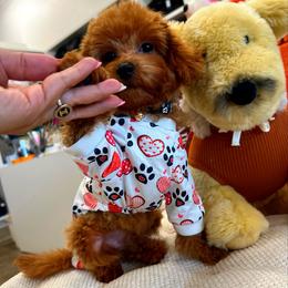 ROLEX - Red male Maltipoo puppy in Sugar Land, Texas from Celebrity Maltipoos