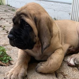 Mastiff and Neapolitan Mastiff Puppies from Sims English Mastiffs and Neapolitans
