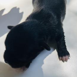 Midnight - Black and white male Chihuahua puppy in Framingham, Massachusetts from Boston Chi Chis