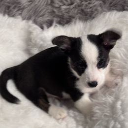 Girl 2 -Pink Collar - Black and white female Cardigan Welsh Corgi puppy in Grants Pass, Oregon from Rockin’ DA Corgis & Critter Transport LLC