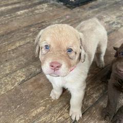 Chesapeake Bay Retriever Puppies from Bellus Chesapeakes