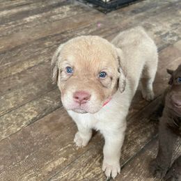 Chesapeake Bay Retriever Puppies from Bellus Chesapeakes