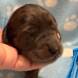 Bart- blue - Merle male Goldendoodle puppy in Van Buren, Missouri from Jami’s Goldendoodles & Poodles