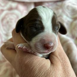 Cali - Piebald female Dachshund puppy in Bruceton, Tennessee from Dachshund Dreams (miniature)