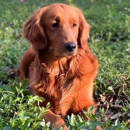 Maple - Golden Retriever
