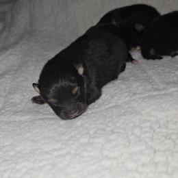 Dakota - Black and tan female Pomeranian puppy in Angleton, Texas from Pomeranian Palace, LLC