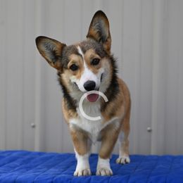 Lucy - Pembroke Welsh Corgi