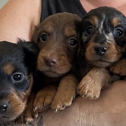 Dachshund Puppies from Steamboat Sausage Squad