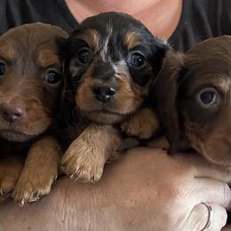 Dachshund Puppies from Steamboat Sausage Squad