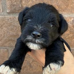 Boy 2 - Black male Miniature Schnauzer puppy in Avondale, Arizona from Campos Schnauzers