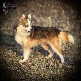 Ariah - Pomsky