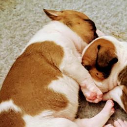 American Staffordshire Terriers from Naples Top Dogs LLC