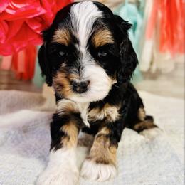 Tucker - Black white and tan male Cockapoo puppy in Richton, Mississippi from Magnolia Hill Doodles
