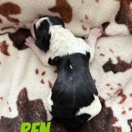 Ren - Black white and tan male English Springer Spaniel puppy in Williston, Florida from Parks Paradise Springers