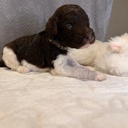 Rusty - Parti male Poodle puppy in Cleveland, Texas from Jolley Poodles