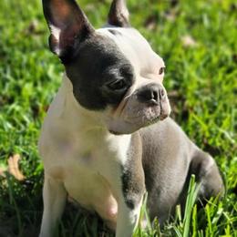 Smooch - Boston Terrier