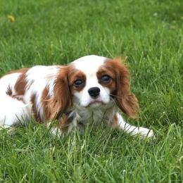 Kya - Cavalier King Charles Spaniel