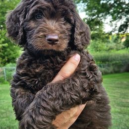 GILLY (Gilligan) - Chocolate male Goldendoodle puppy in Jeddo, Michigan from Bert's Doodles