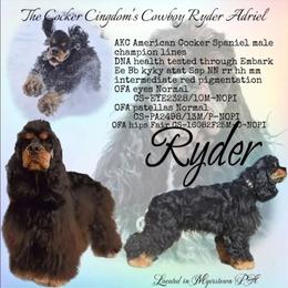 Ryder - Cocker Spaniel