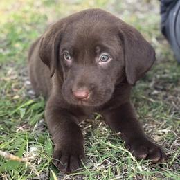 Labrador Retriever puppies from H & H Retrievers