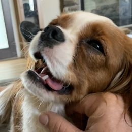 Cavalier King Charles Spaniels from Card’s Cavaliers