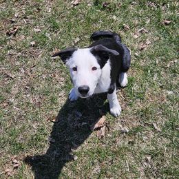 Eagle - Black Border Collie puppy in White Lake, Wisconsin from Rising Moon Border Collies