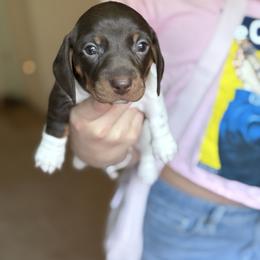 S'more - Piebald male Dachshund puppy in Corona, Ca Hemet, Ca Surpise, Arizona from Over The Moon Dachshunds