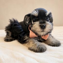 Daemon - Black and silver male Miniature Schnauzer puppy in Menifee, California from Moonshine’s Minis