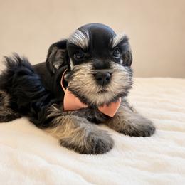 Daemon - Black and silver male Miniature Schnauzer puppy in Menifee, California from Moonshine’s Minis