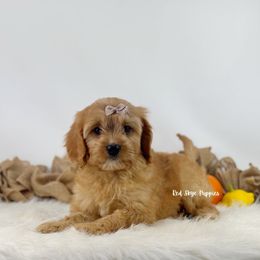 Denali (Brown Collar) - Red male Cavapoo puppy in Republic, Missouri from Red Skye Puppies