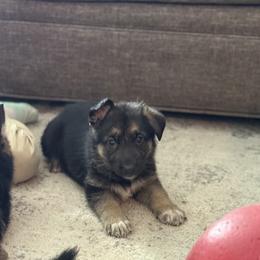 Lola - Black and tan female German Shepherd puppy in Florida from Best Shepherds