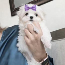 Maltese Puppies from Made to Love Maltese LLC