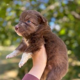 Ember - Red tri-color female Australian Shepherd puppy in Kalamazoo County, Michigan from Loveland Kennels