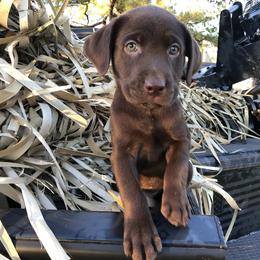 Labrador Retriever Puppies from Beaver Creek Kennels