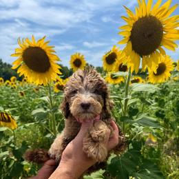 Poppy - Merle female Goldendoodle puppy in Farmville, North Carolina from The Farmers Doodle