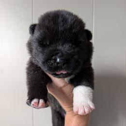 Nebula's Boy 1 - Black male Akita puppy in South Carolina from Sierra Mountain Akitas