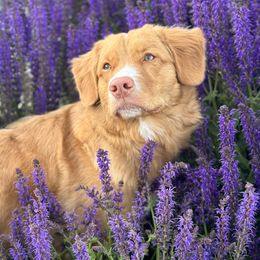 Greta - Nova Scotia Duck Tolling Retriever