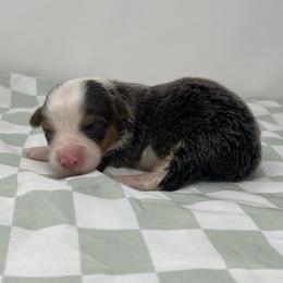 Pistachio (bluie fluffy) - Blue female Pembroke Welsh Corgi puppy in Waco, Texas from The Comma Corgis