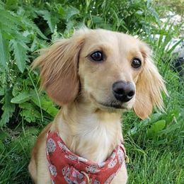 Dachshunds from Mountain View Doxies