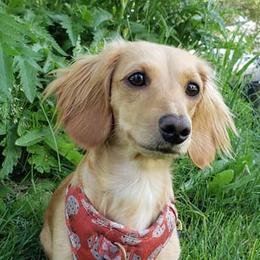 Dachshunds from Mountain View Doxies