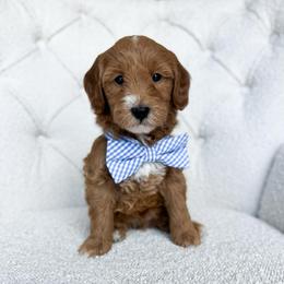 Gusty - Red  male Goldendoodle puppy in Sterling, Illinois from Charley's Goldendoodles